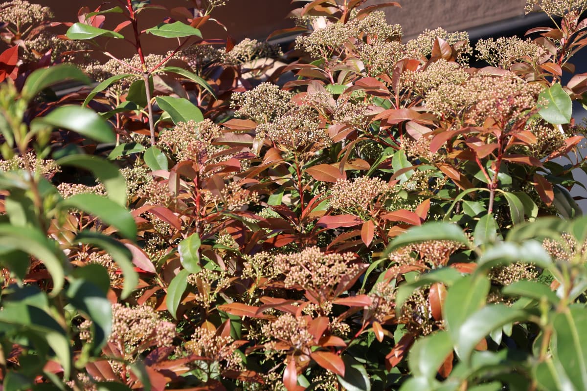 レッドロビン群花1　蕾