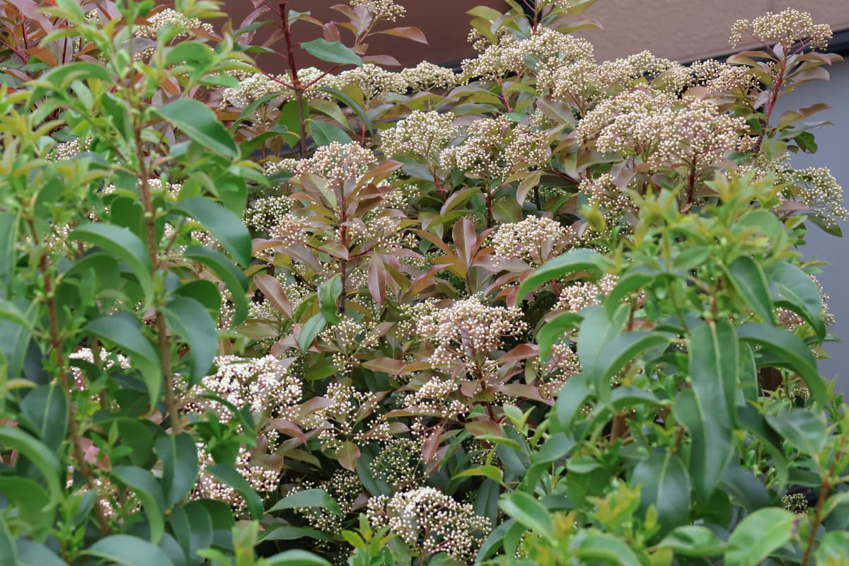 レッドロビン群花2　咲き始め