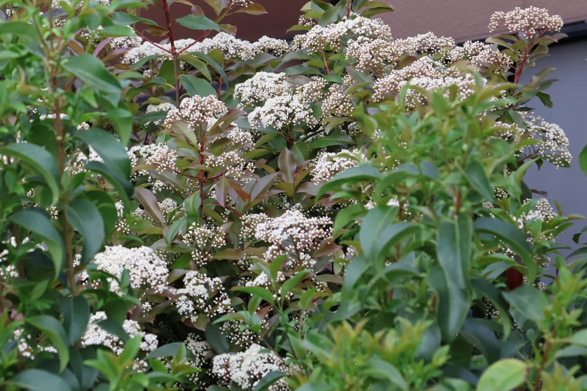 レッドロビン群花3　四分部咲き