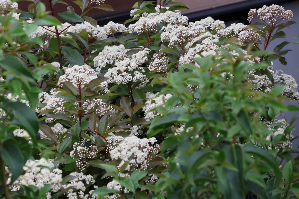 レッドロビン群花4　満開