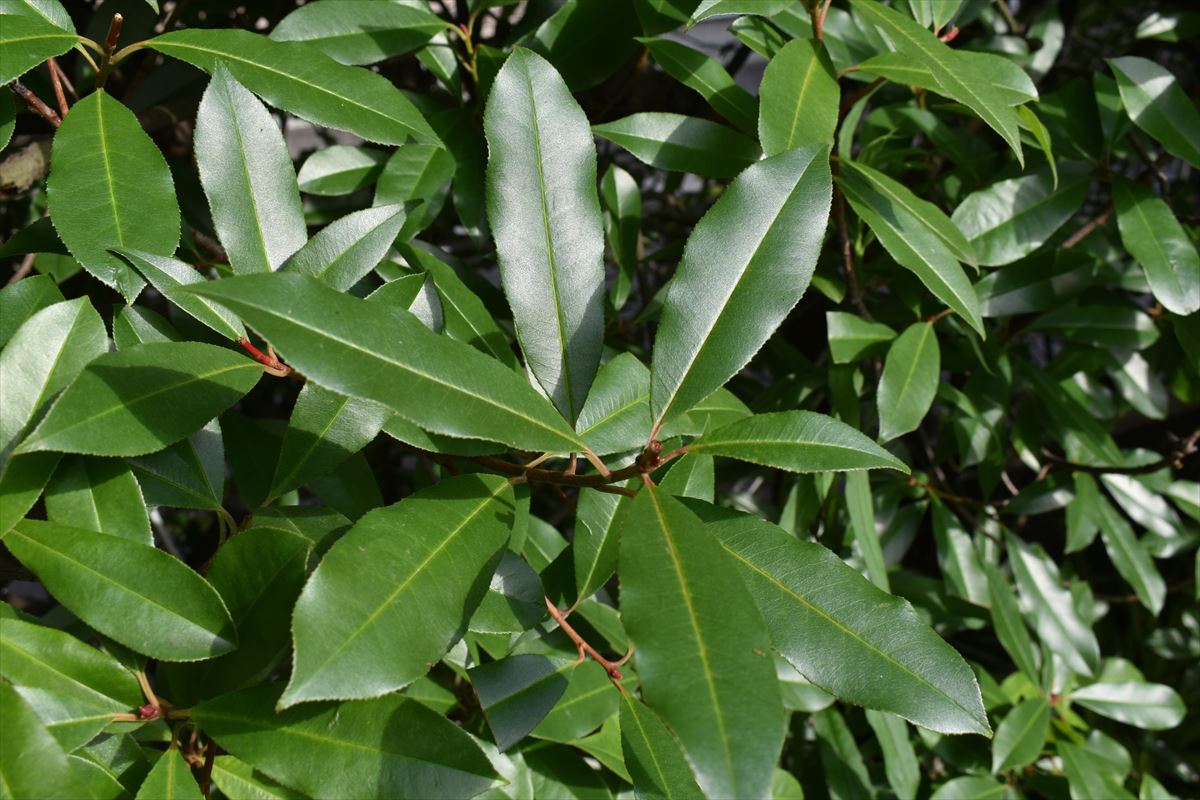 レッドロビン　光沢ある夏の葉1