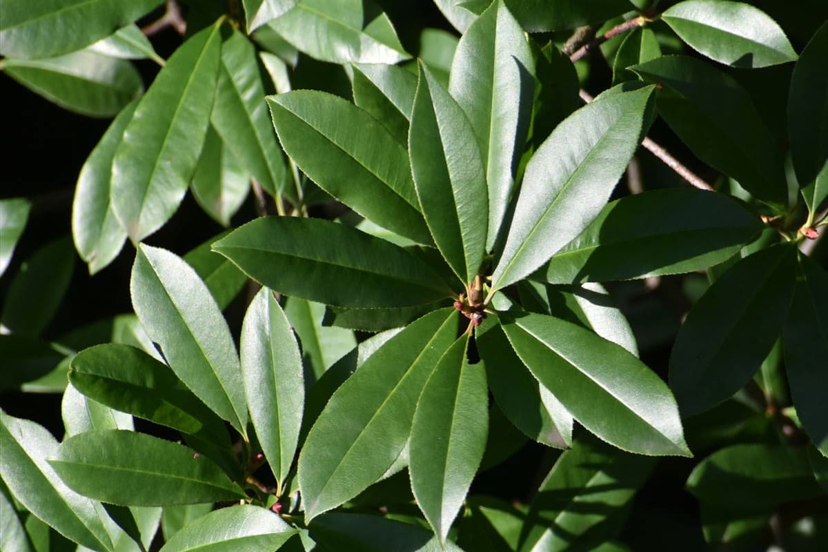 レッドロビン　夏の葉