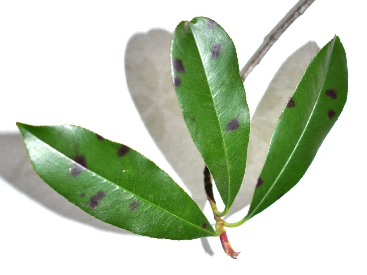 レッドロビンの葉の黒斑202203