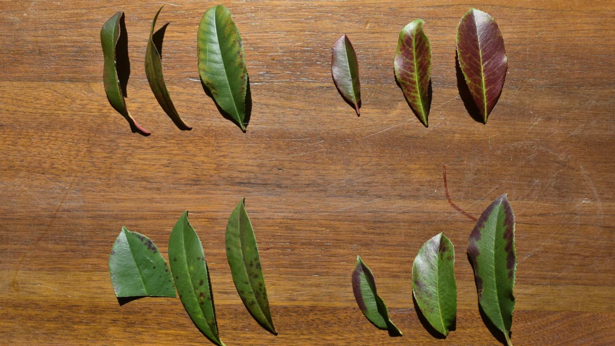 レッドロビンの病葉４種202203