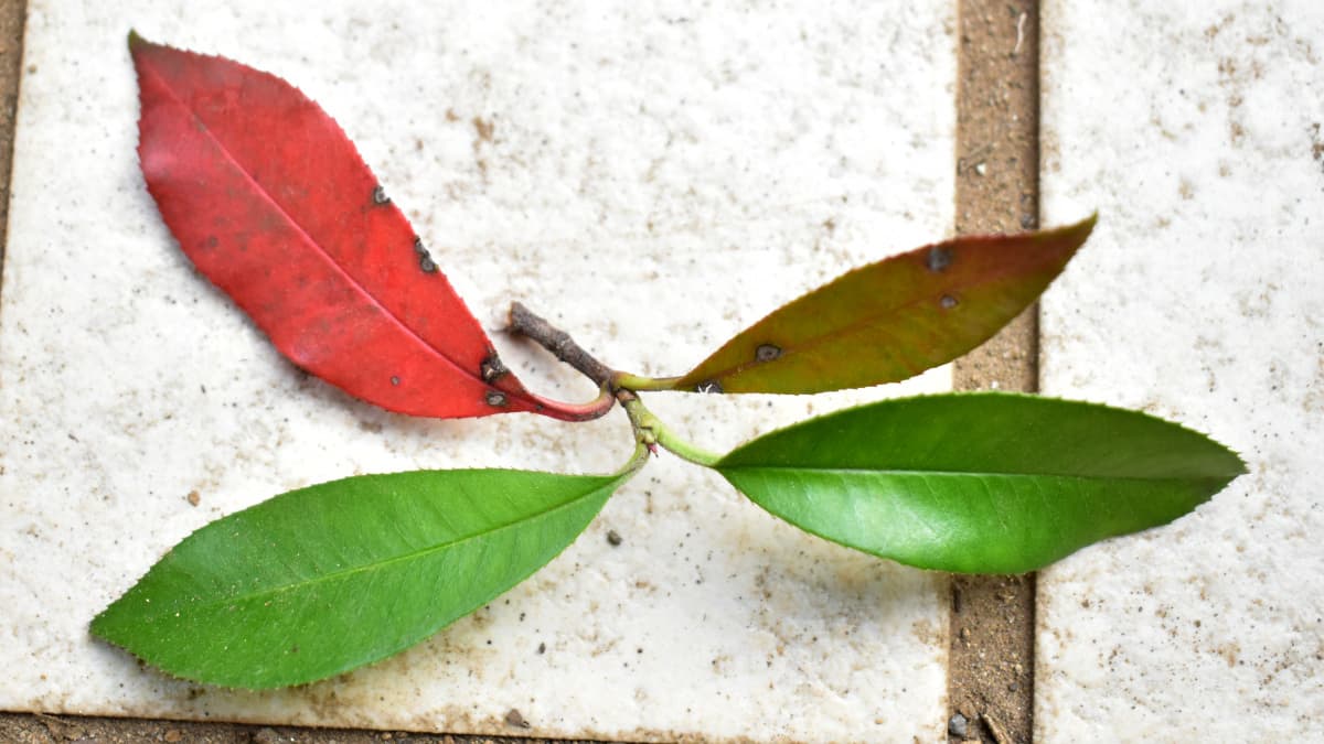 枯れ葉になりかけているレッドロビンの２枚の葉202203