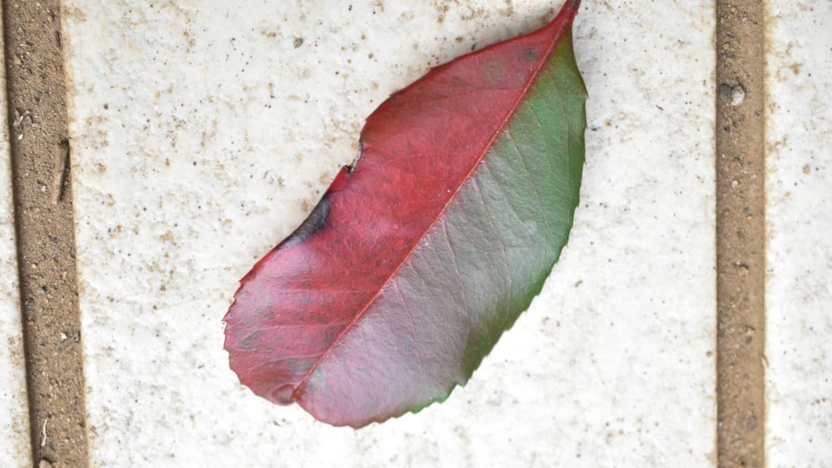 枯れ葉になりかけのレッドロビンの葉202203