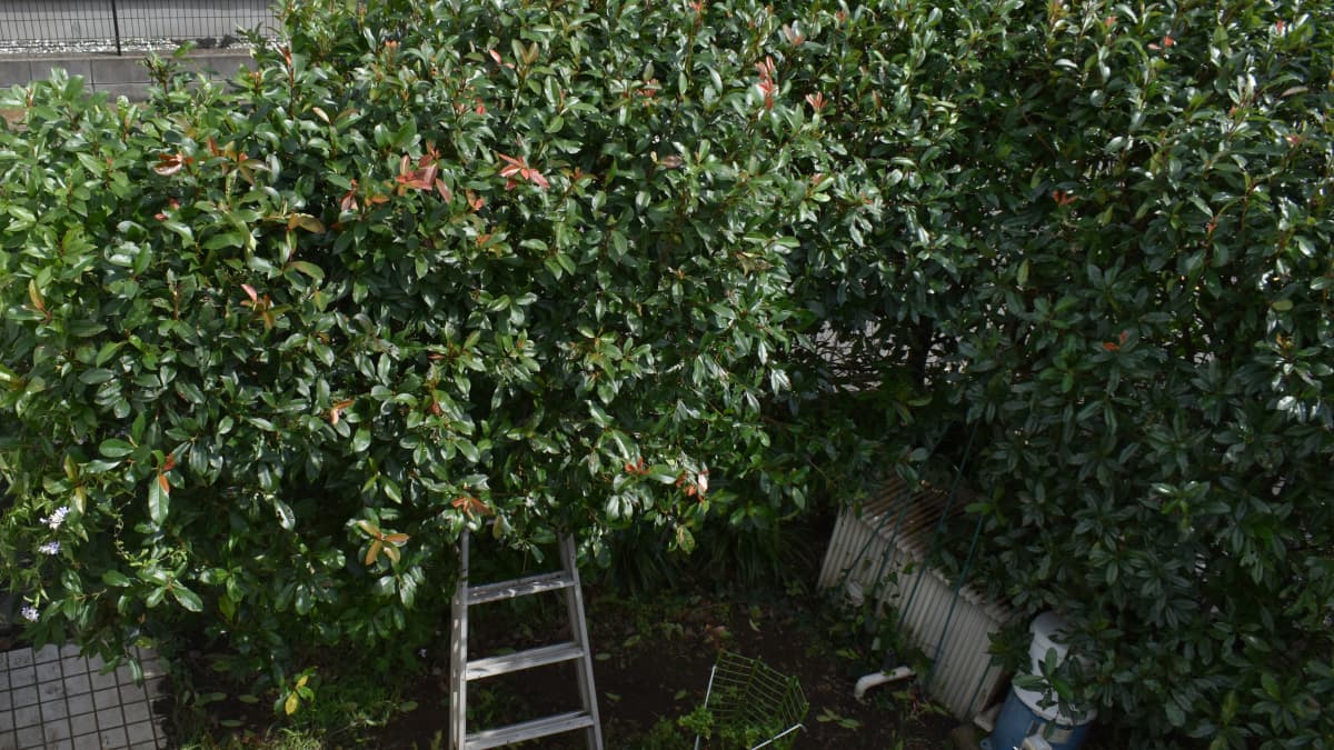 レッドロビン　2019風台風による倒伏