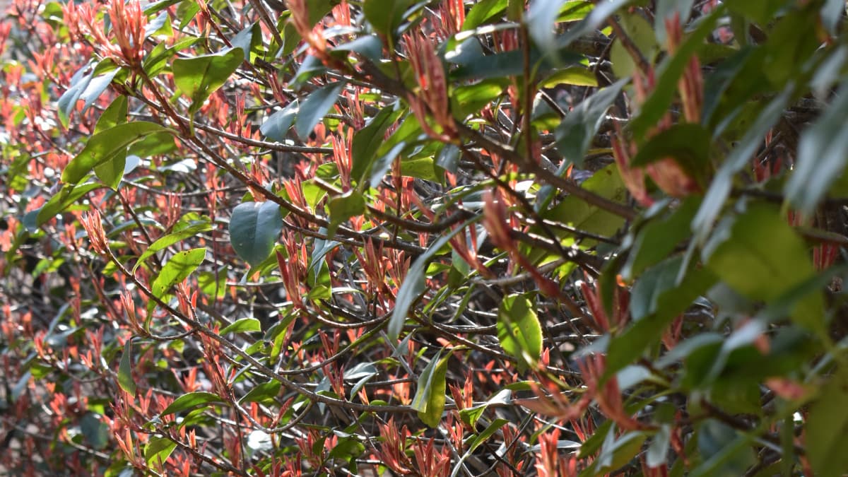 レッドロビン新葉、剣山となる３月初旬1