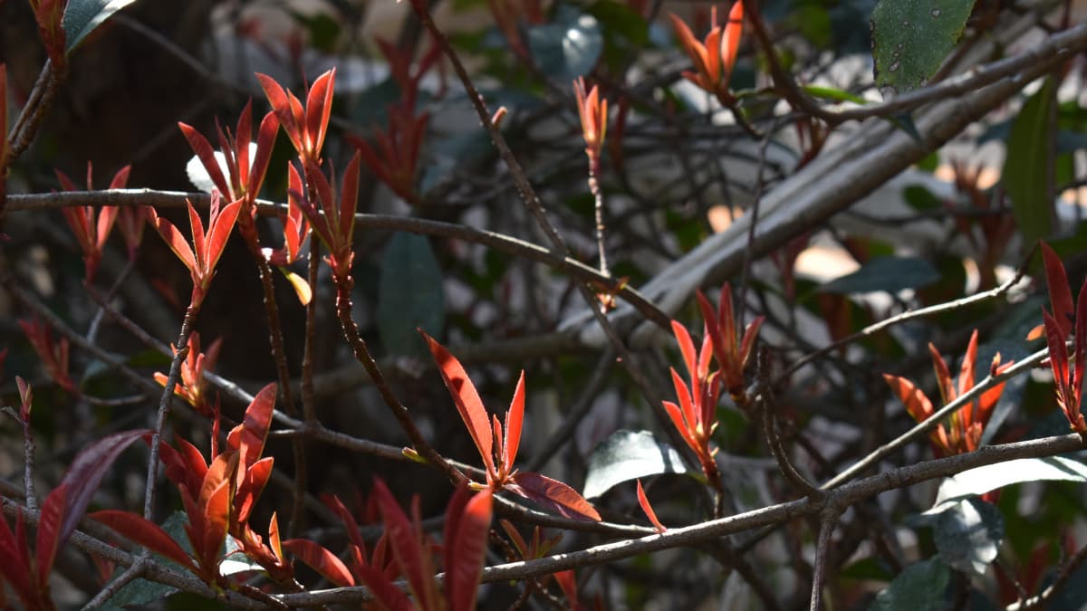 レッドロビン新葉、剣山となる３月初旬2