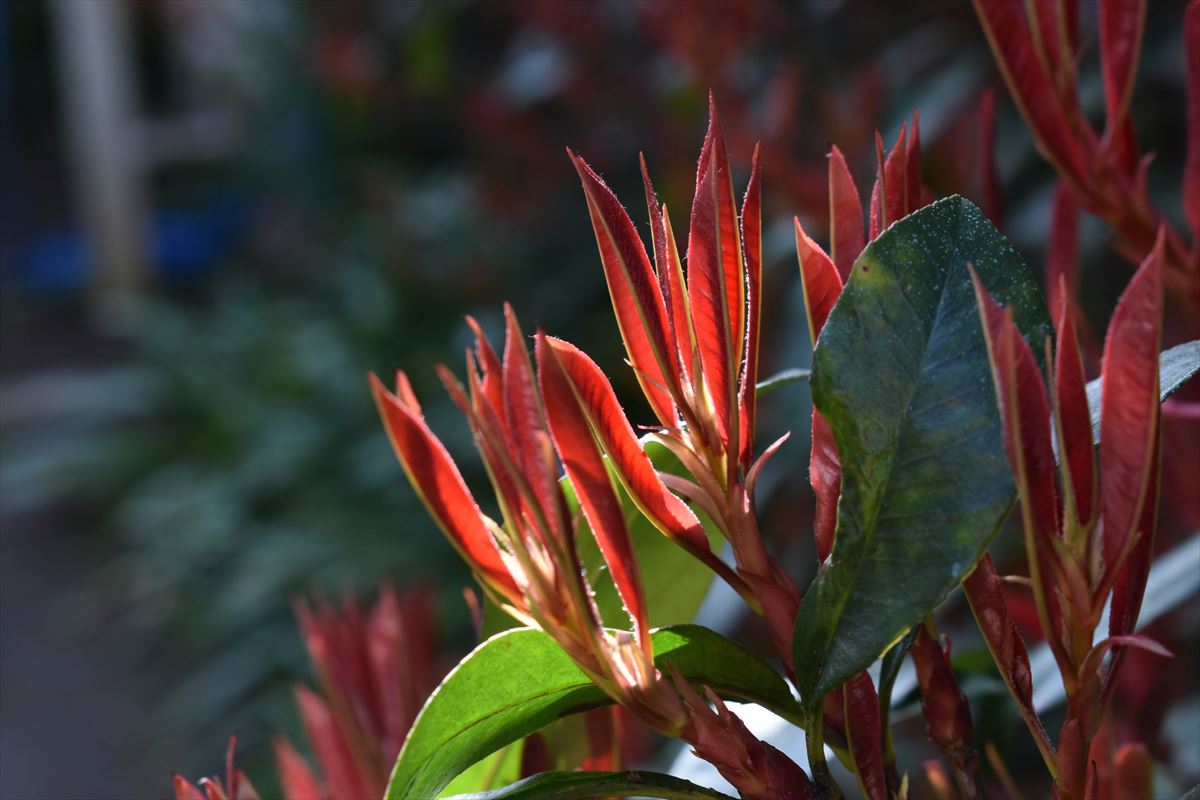 レッドロビン　開き始めた新葉