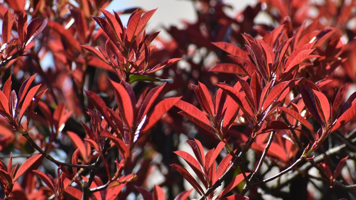 レッドロビン新葉３月中旬3