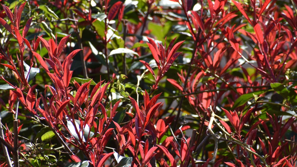 レッドロビン新葉３月中旬1