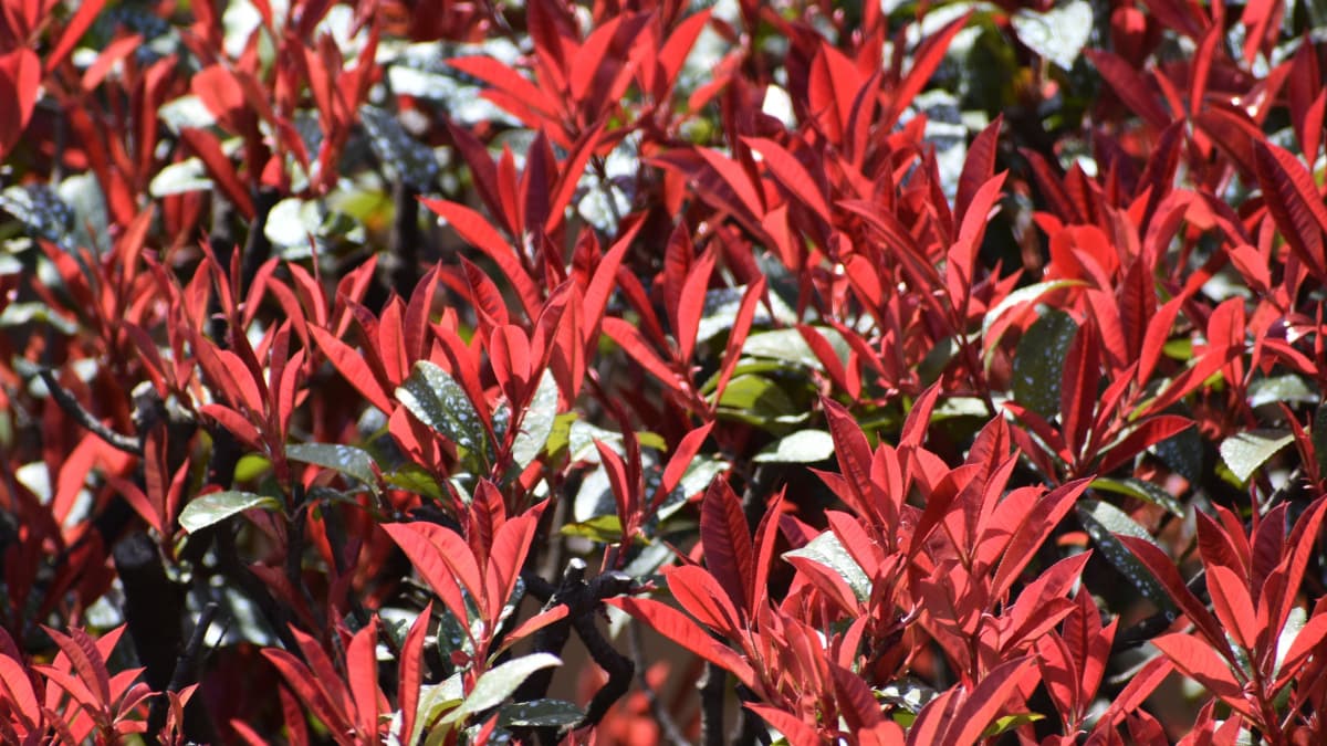 レッドロビン新葉20210318