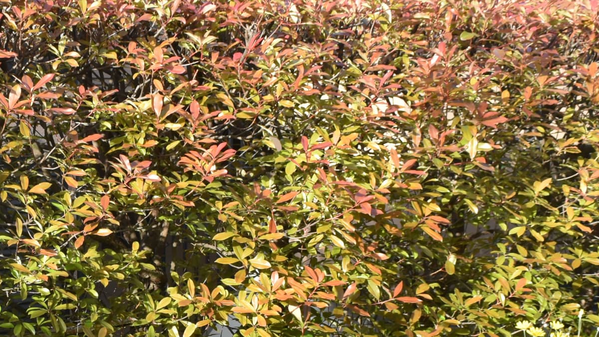 レッドロビン20210419