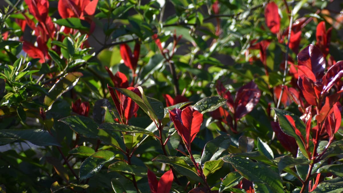 レッドロビン５月の第２次新葉