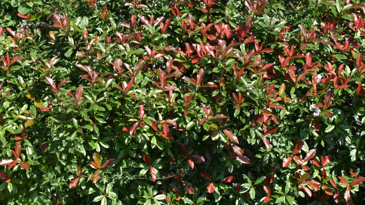 レッドロビン第３次新葉