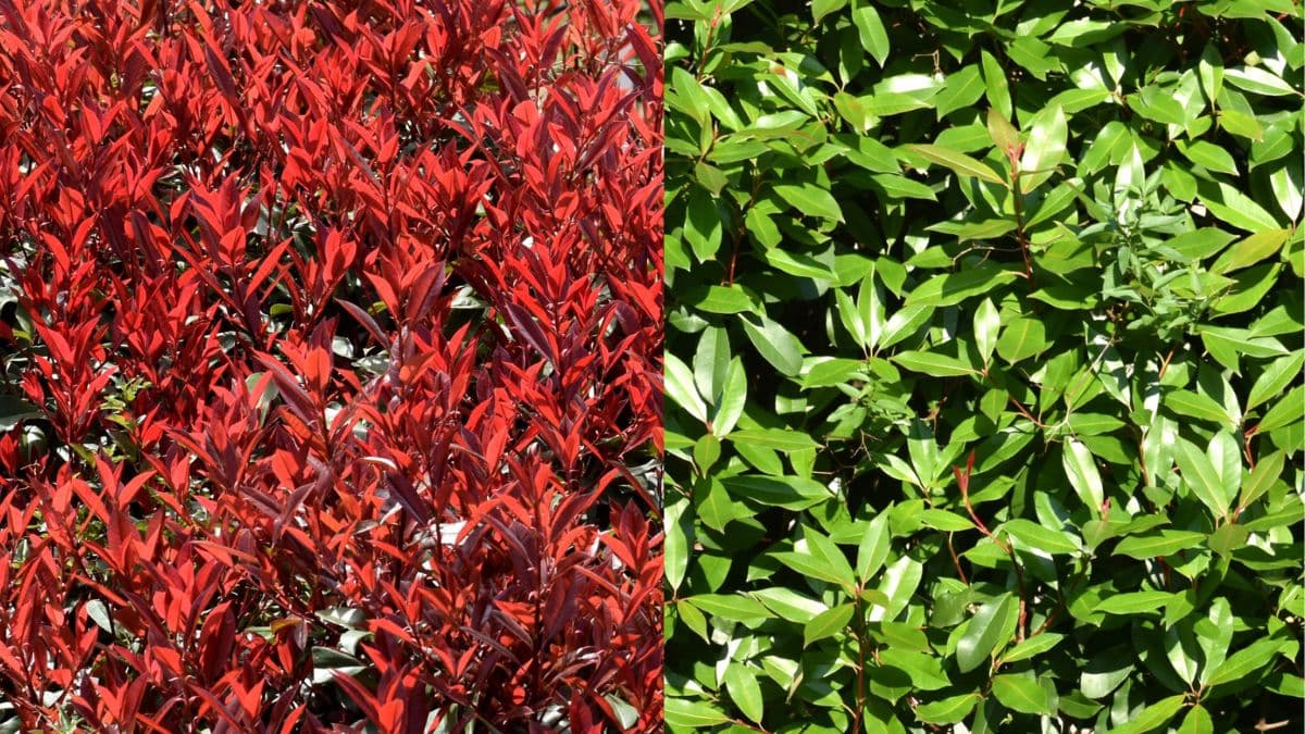 レッドロビン赤と緑202203（キャッチ画像）