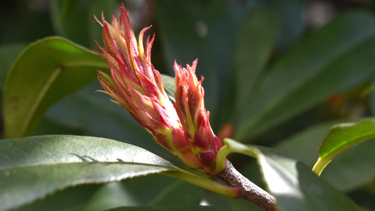 レッドロビン龍の尻尾20220307-1