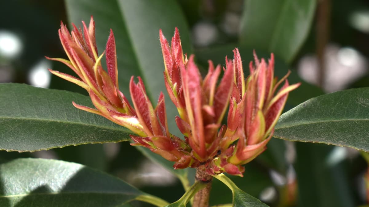 レッドロビン龍の尻尾20220307-2