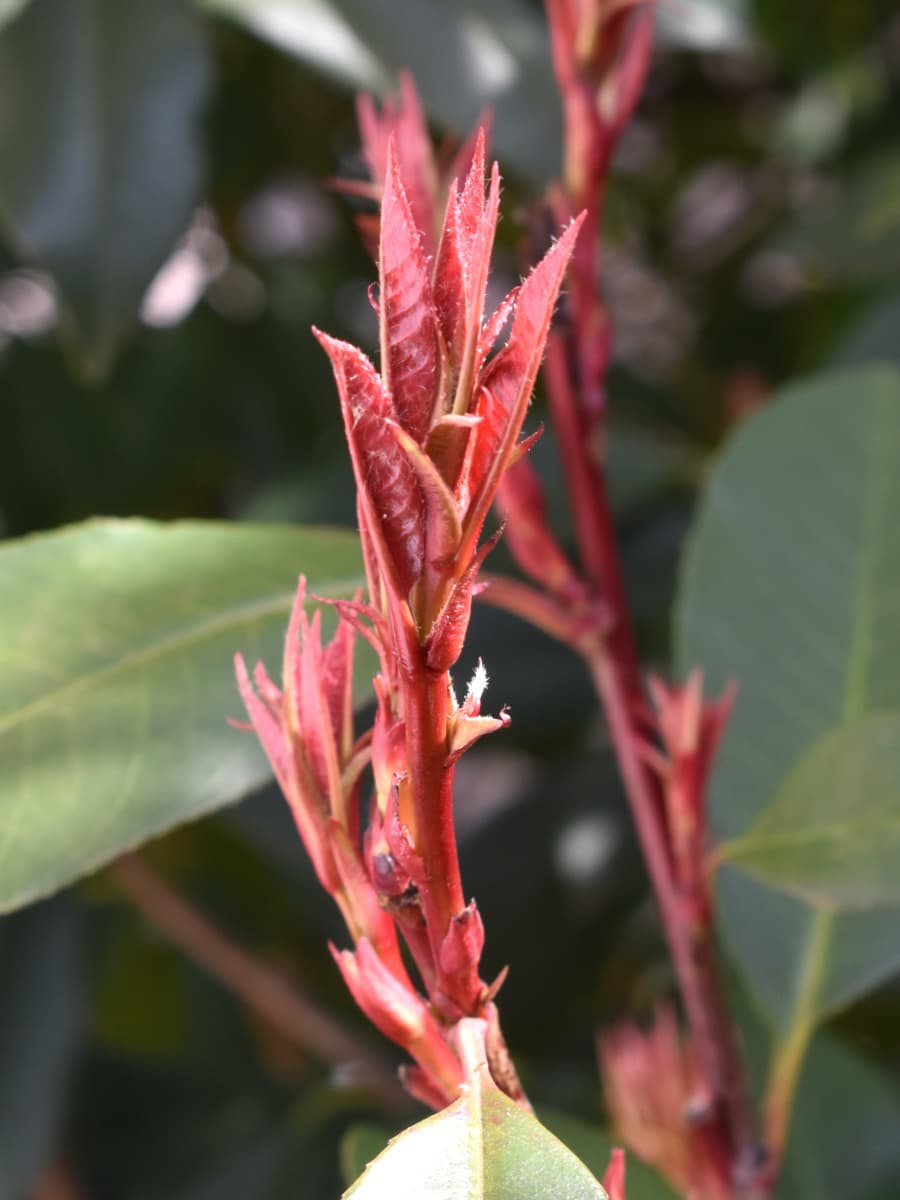 レッドロビン龍の尻尾20220307-3