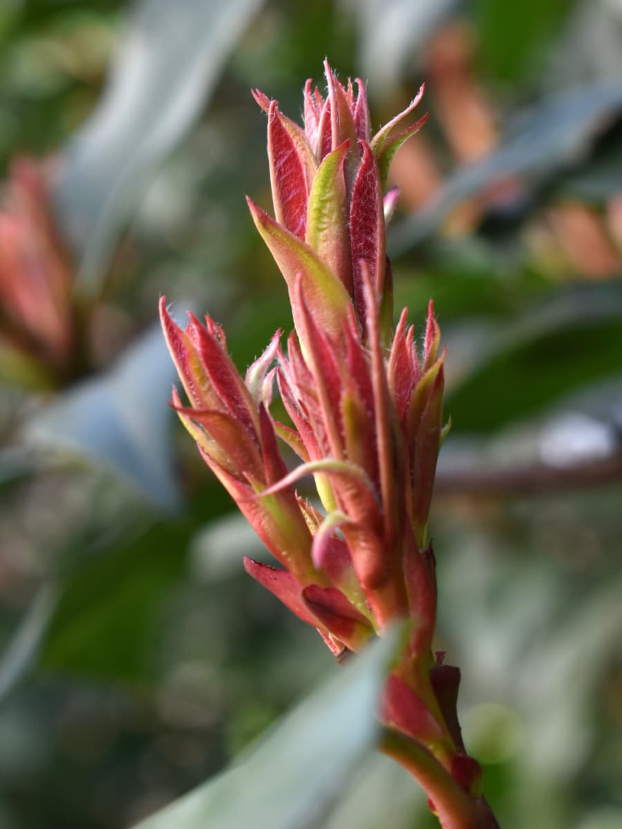 レッドロビン龍の尻尾20220307-4