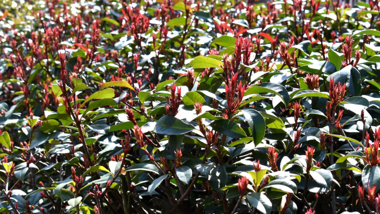 レッドロビン天辺に萌出ずる赤い新葉20220309-1