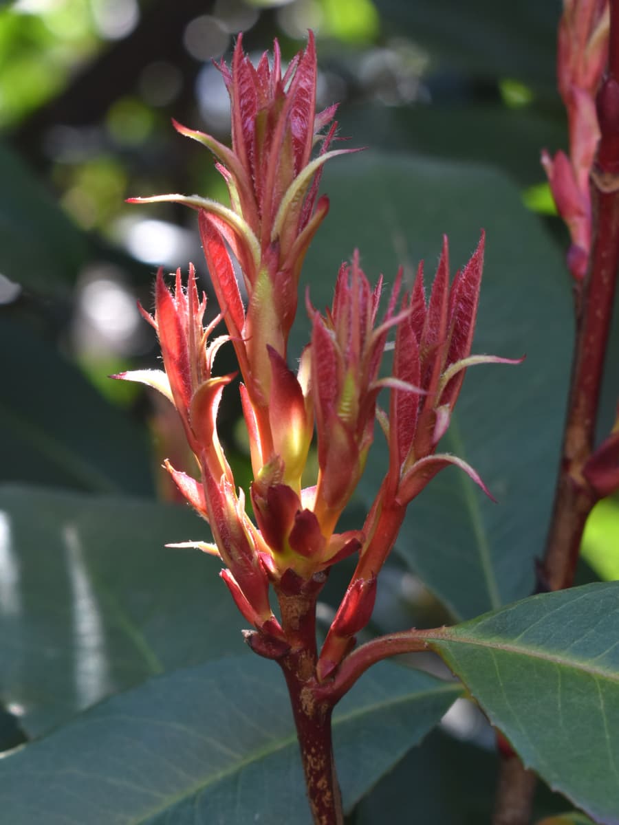 レッドロビン龍の尻尾20220309-3