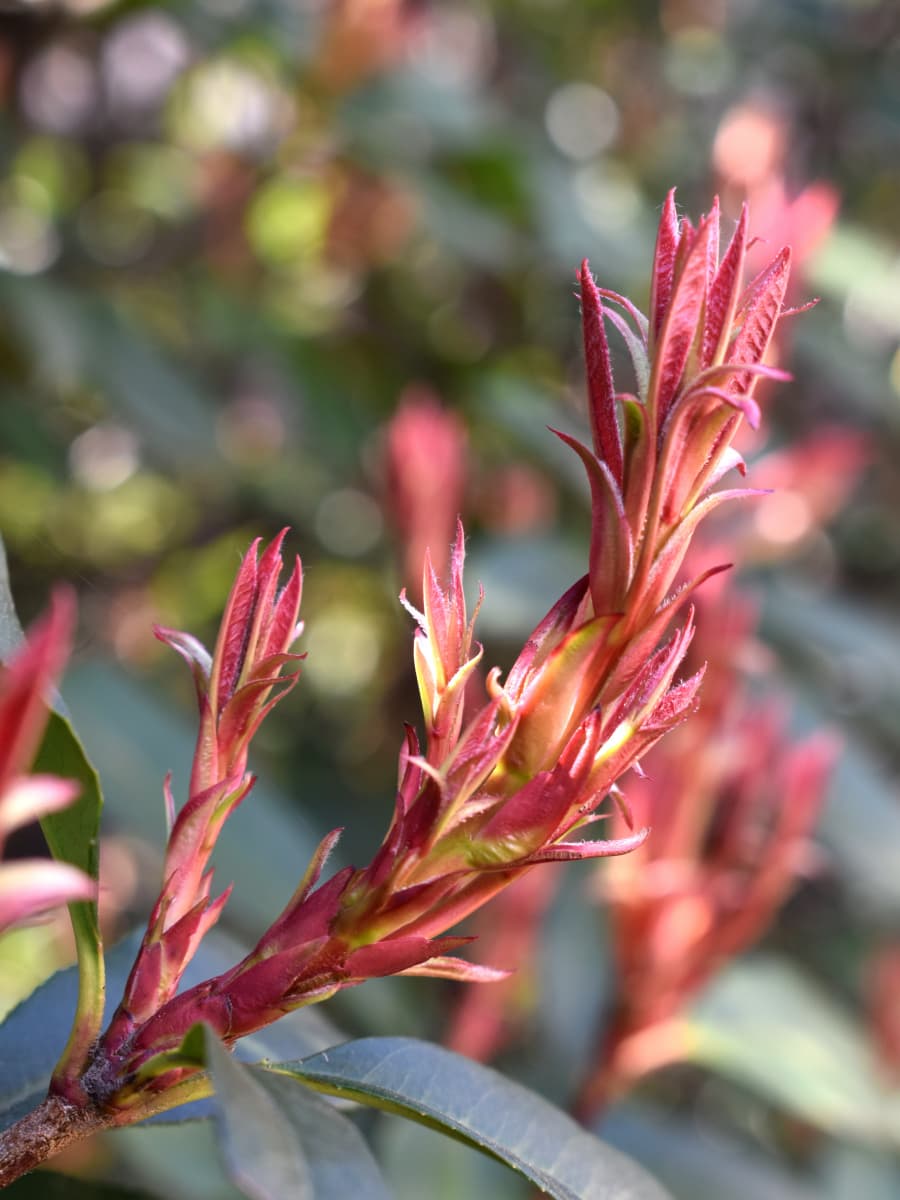 レッドロビン龍の尻尾20220312