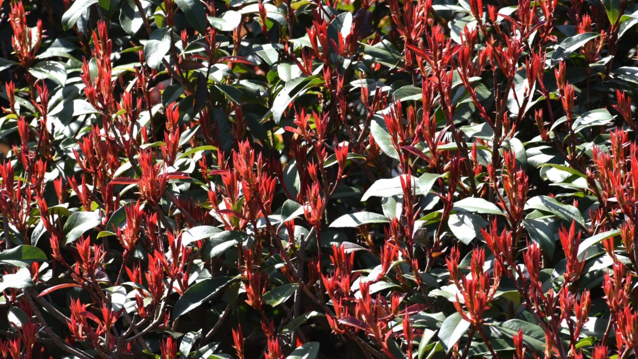 レッドロビン天辺で輝く赤い新葉の花畑20220314