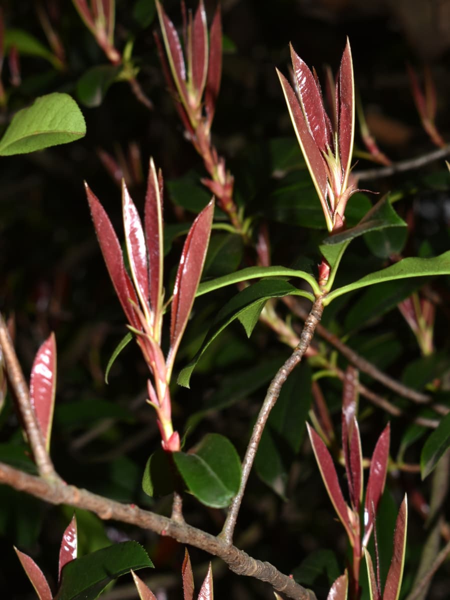 レッドロビン葉が開く前20220318-1
