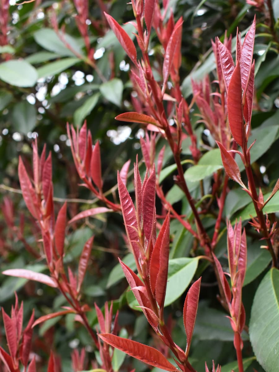 レッドロビン葉が開く前20220318-2