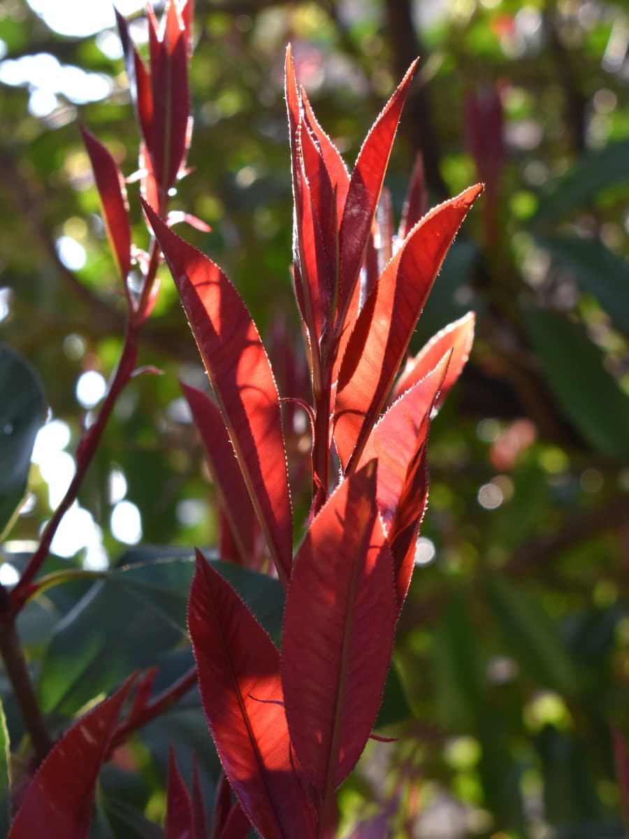 レッドロビン伸びる新枝20220324-1