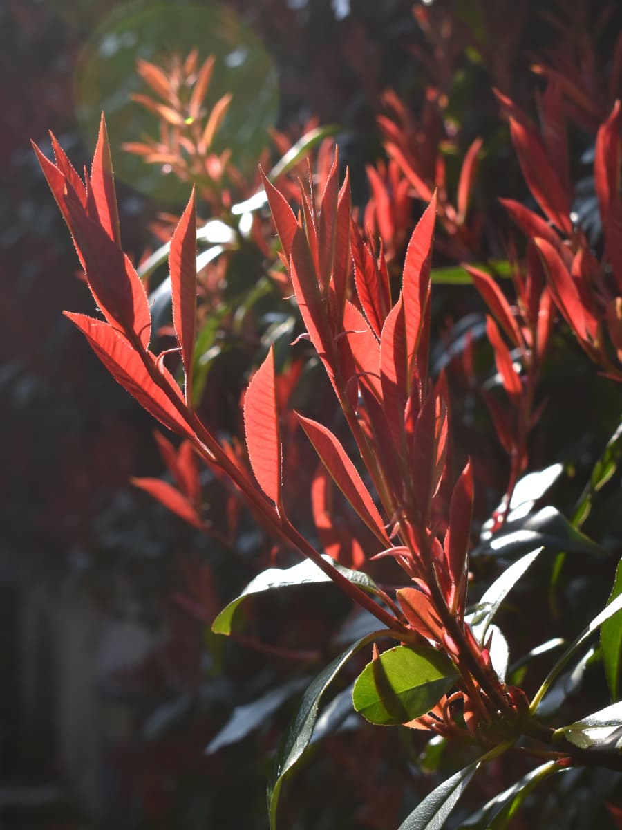 レッドロビン伸びる新枝20220324-2