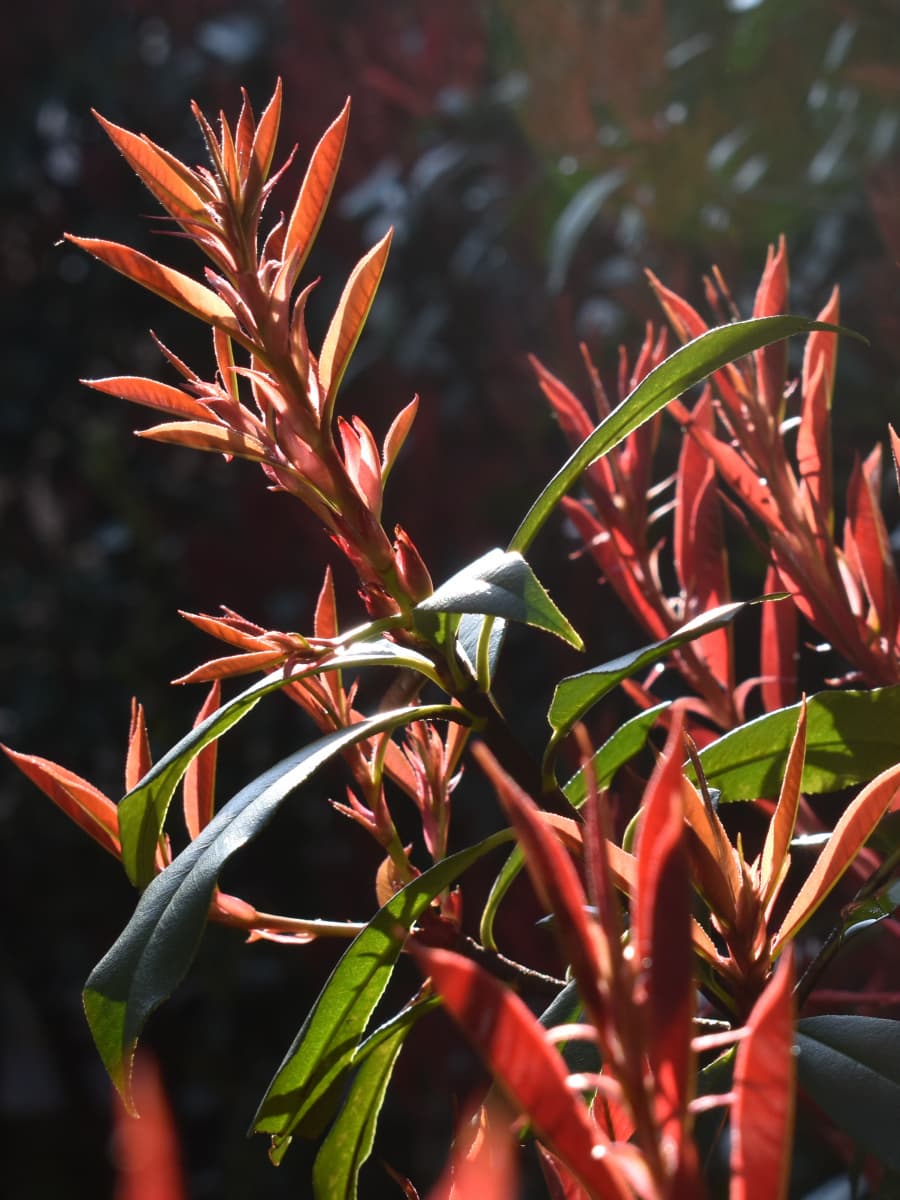 レッドロビン伸びる新枝20220324-3