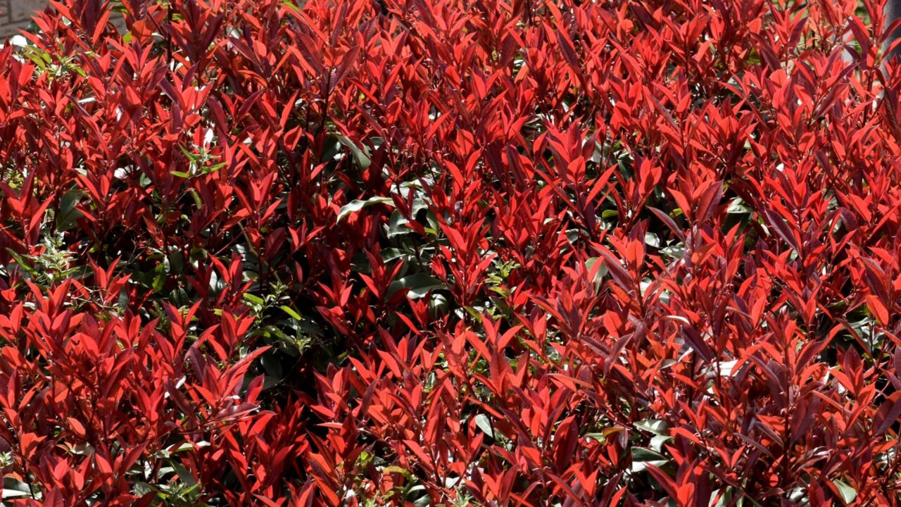 レッドロビン萌える赤202203