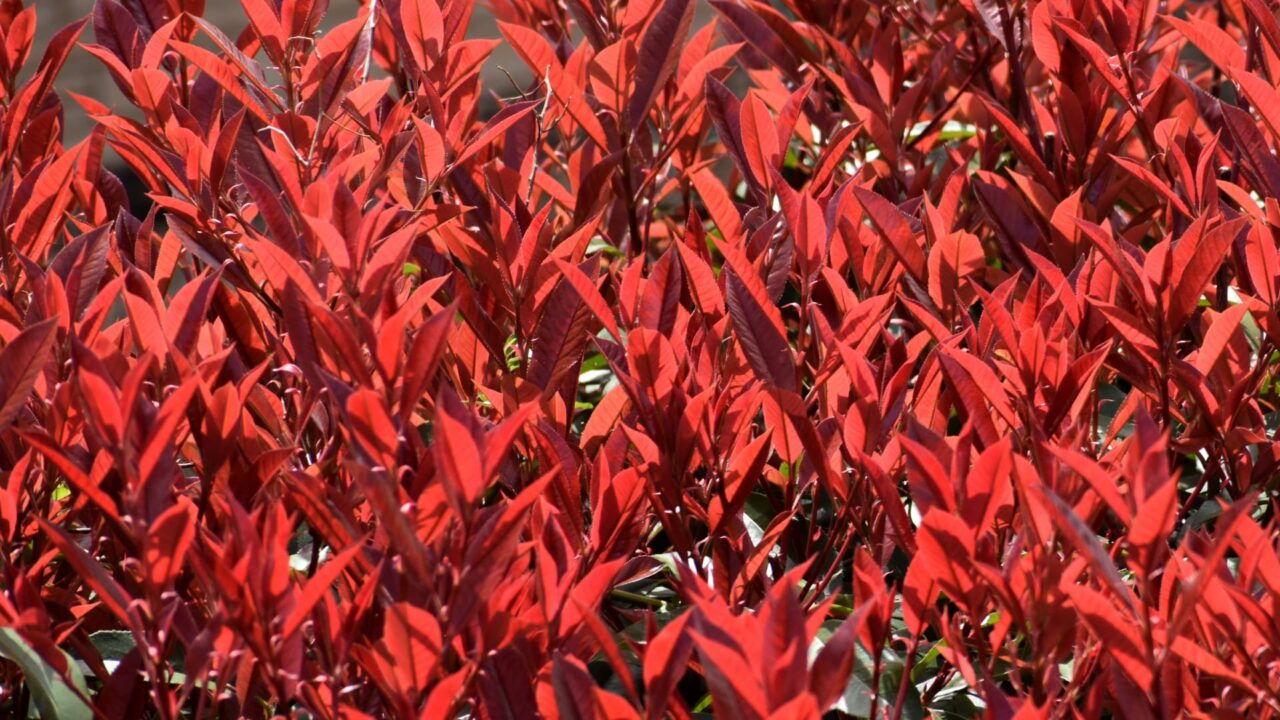 レッドロビン202203真っ赤な新葉に覆いつくされる