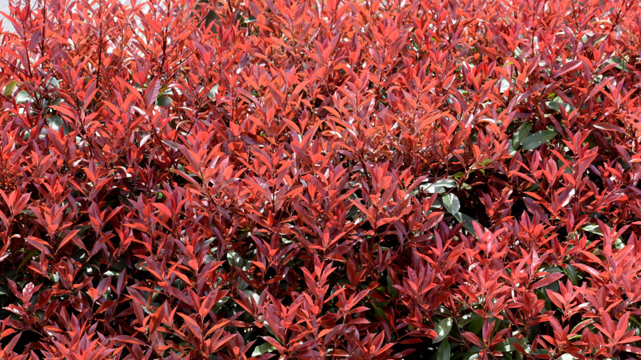 レッドロビン新葉俯瞰（全面真っ赤）20220402-1