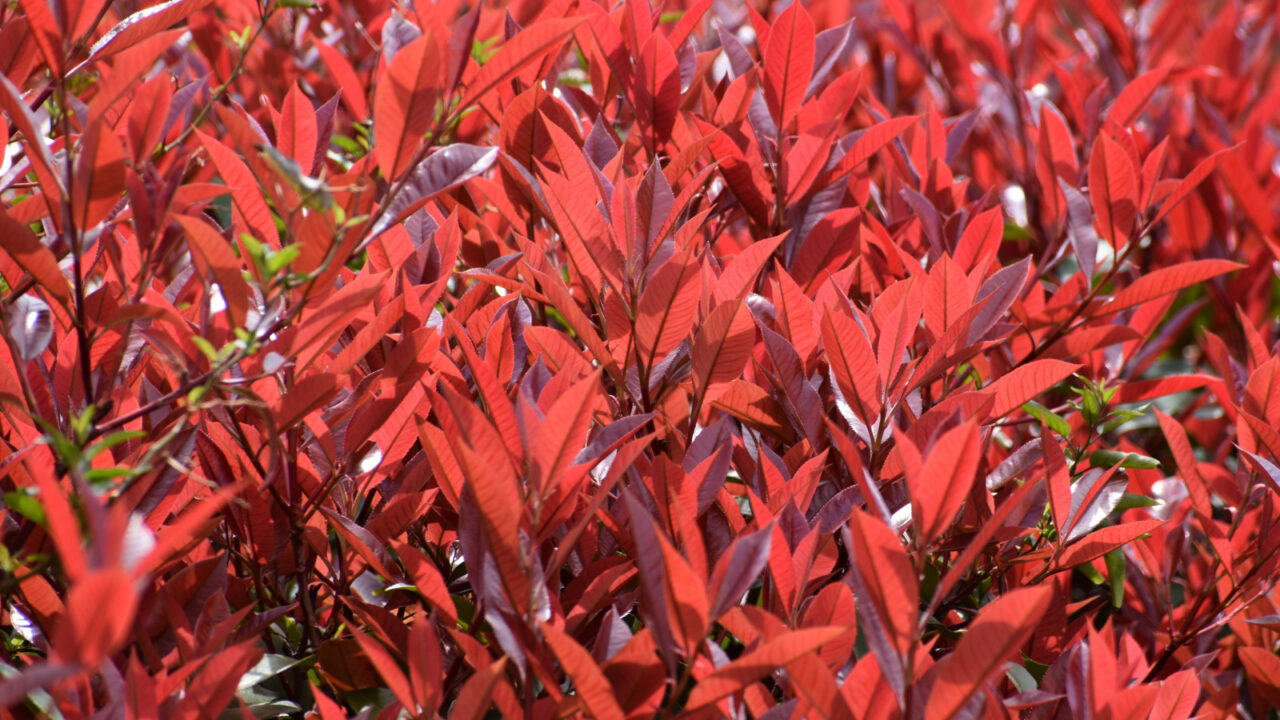 レッドロビン新葉（美しい赤）20220402-2