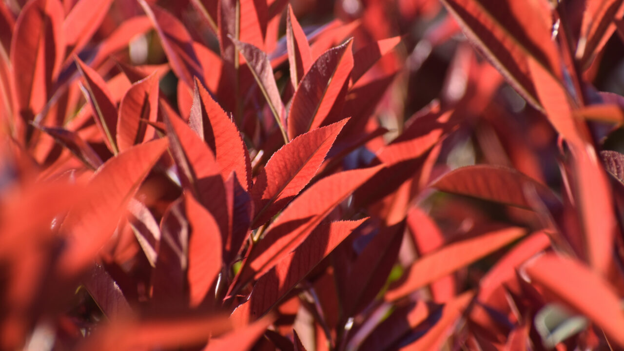 レッドロビン新葉（赤の陰影）20220402-3