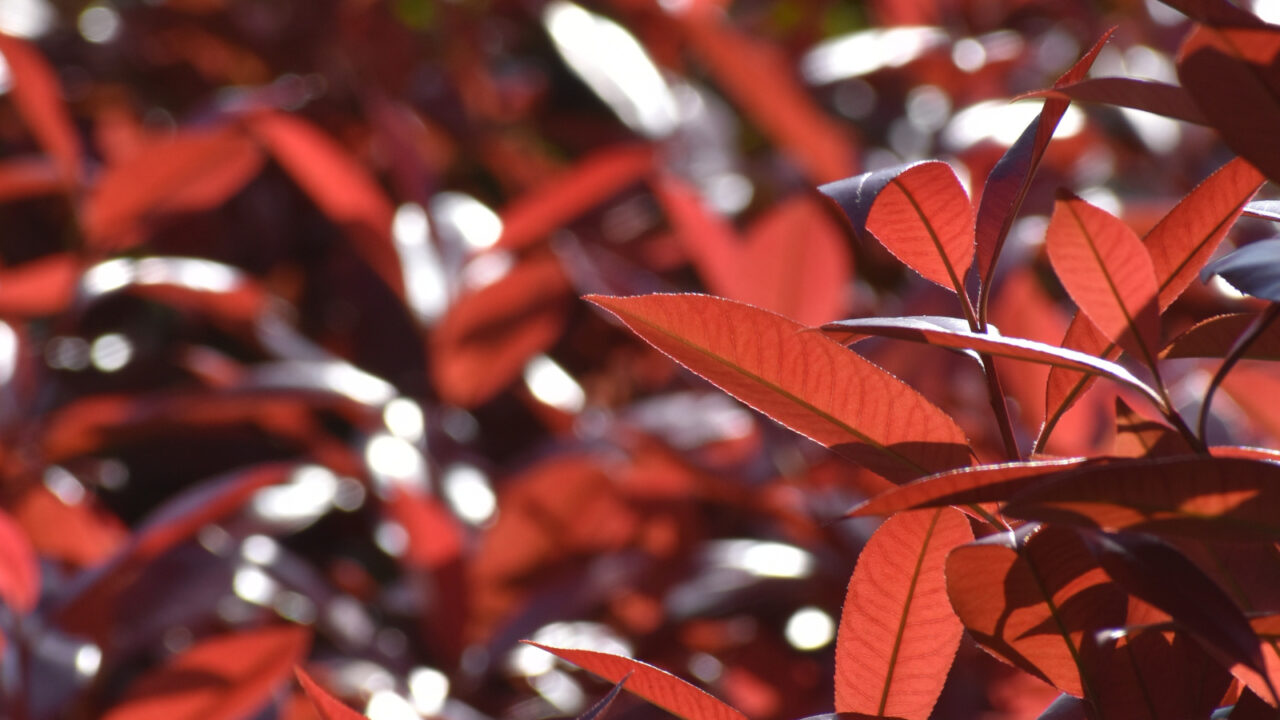 レッドロビン風にそよぐ新葉20220410