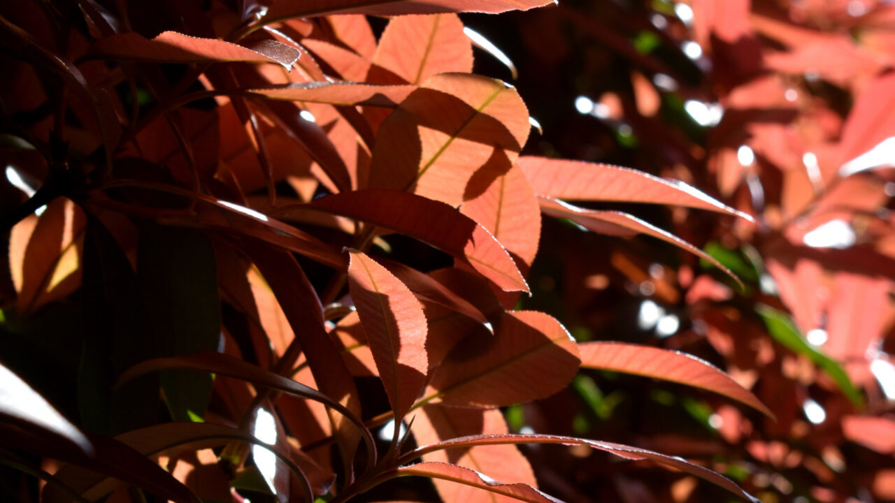 レッドロビン風にそよぐ新葉20220412