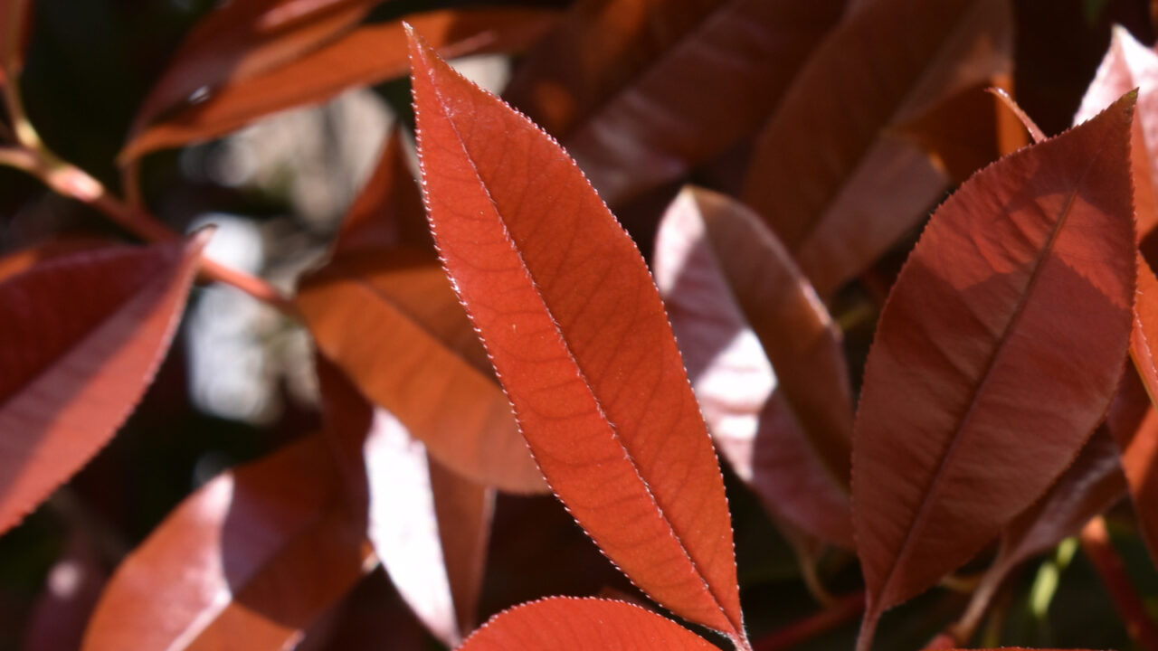 レッドロビン伸び伸び朱色の葉20220406