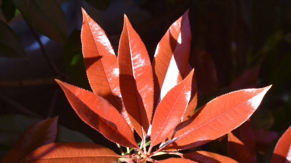 レッドロビン伸び伸び朱色の葉20220408（キャッチ画像）