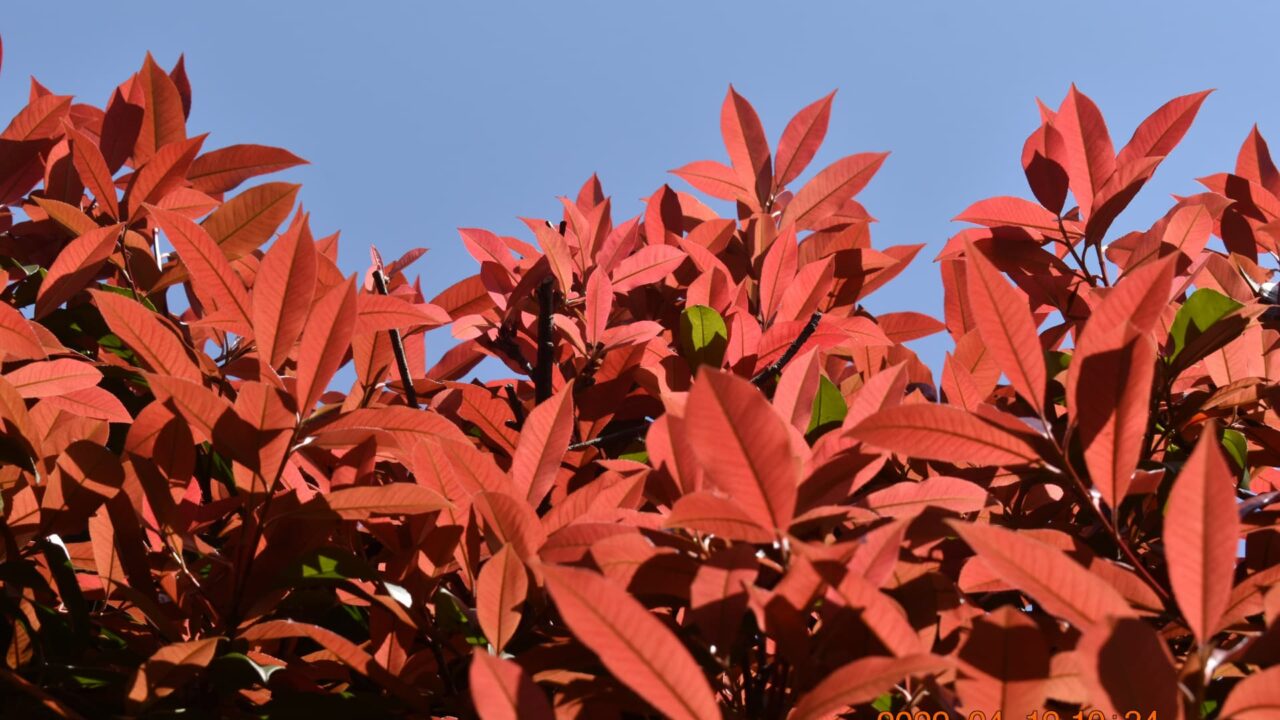 青空に赤いレッドロビン20220412