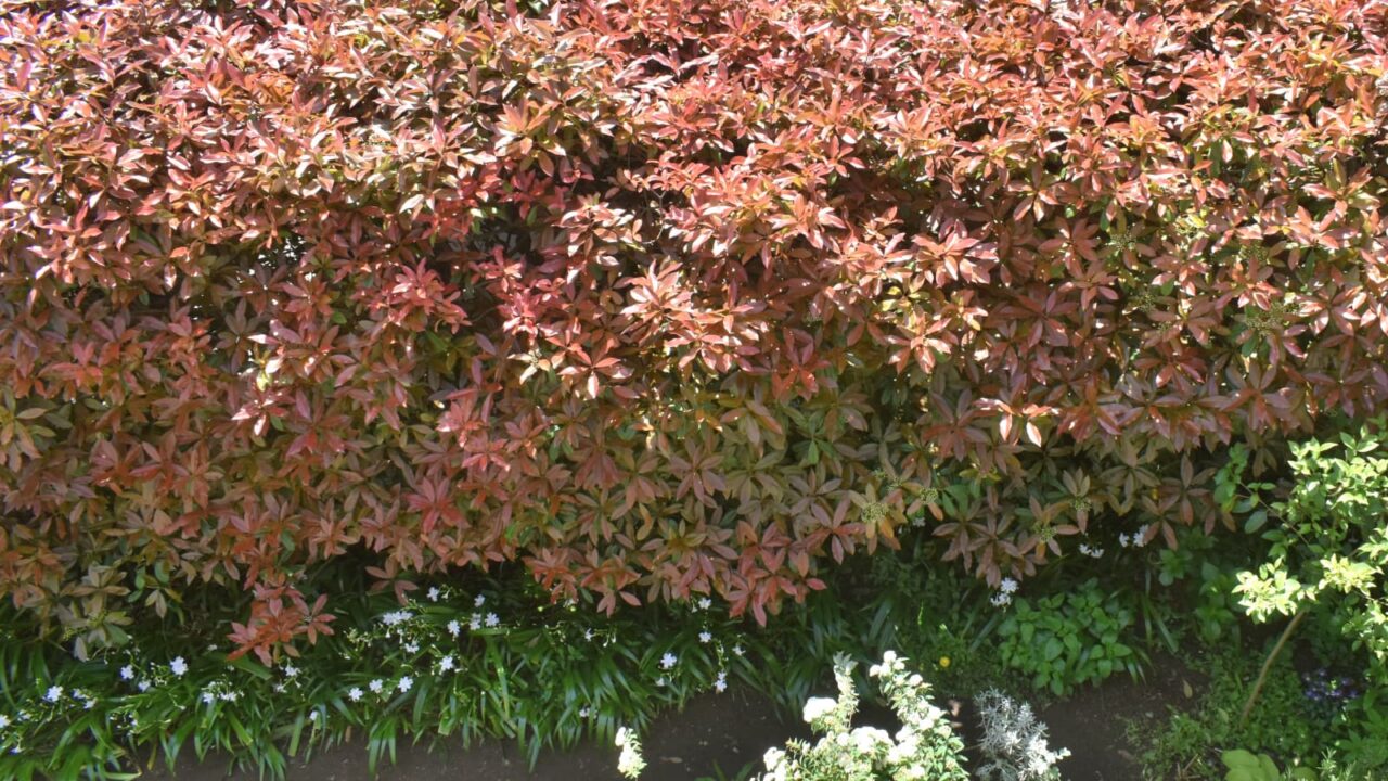 レッドロビンとシャガ20220422-1