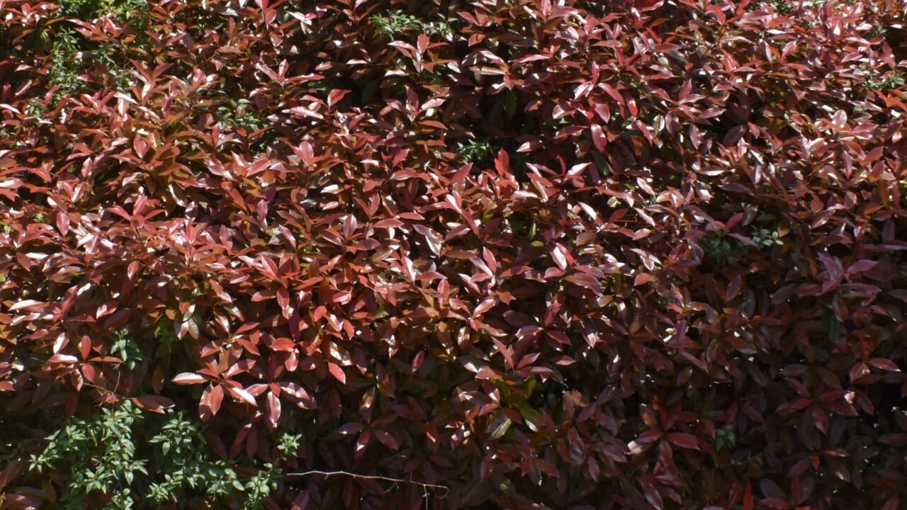 レッドロビン20220422-2