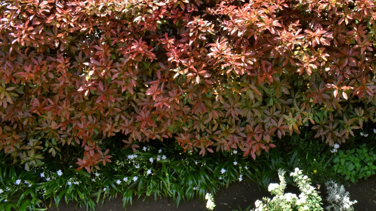 レッドロビンとシャガ20220422（キャッチ画像）