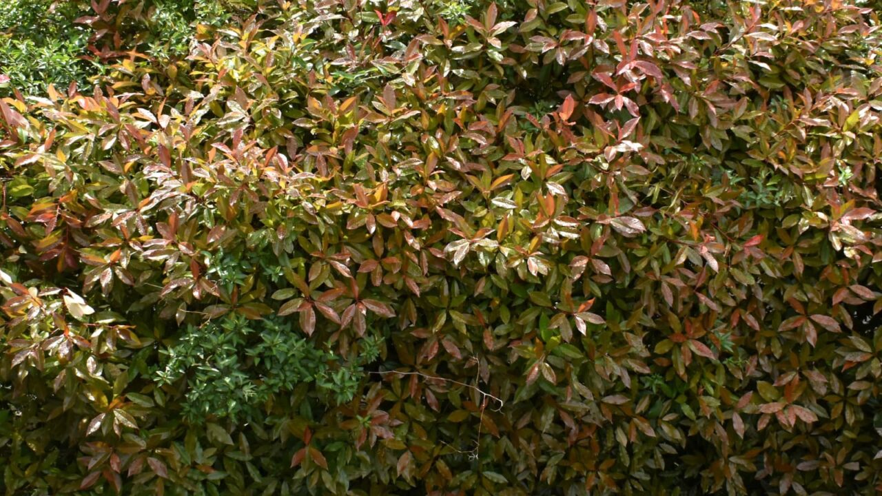 レッドロビン葉色の変わり始め20220502