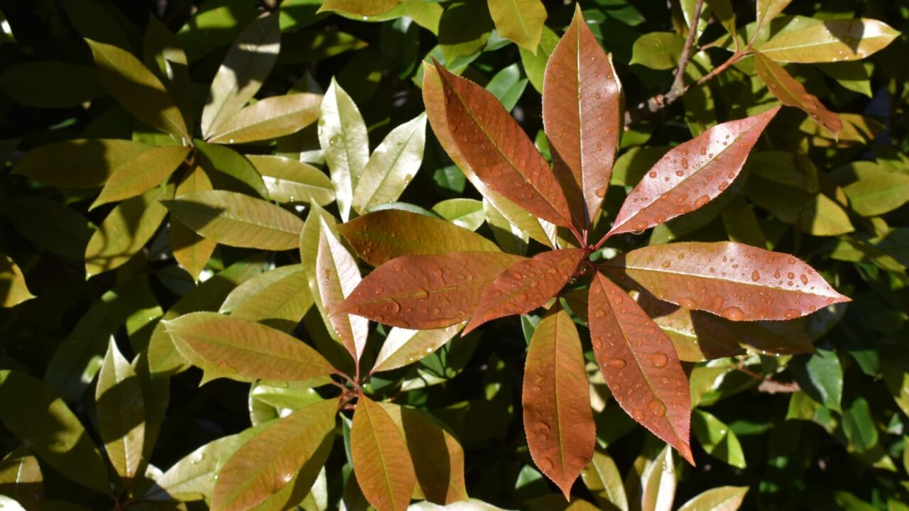 レッドロビン新紅→新緑へ20220503-1