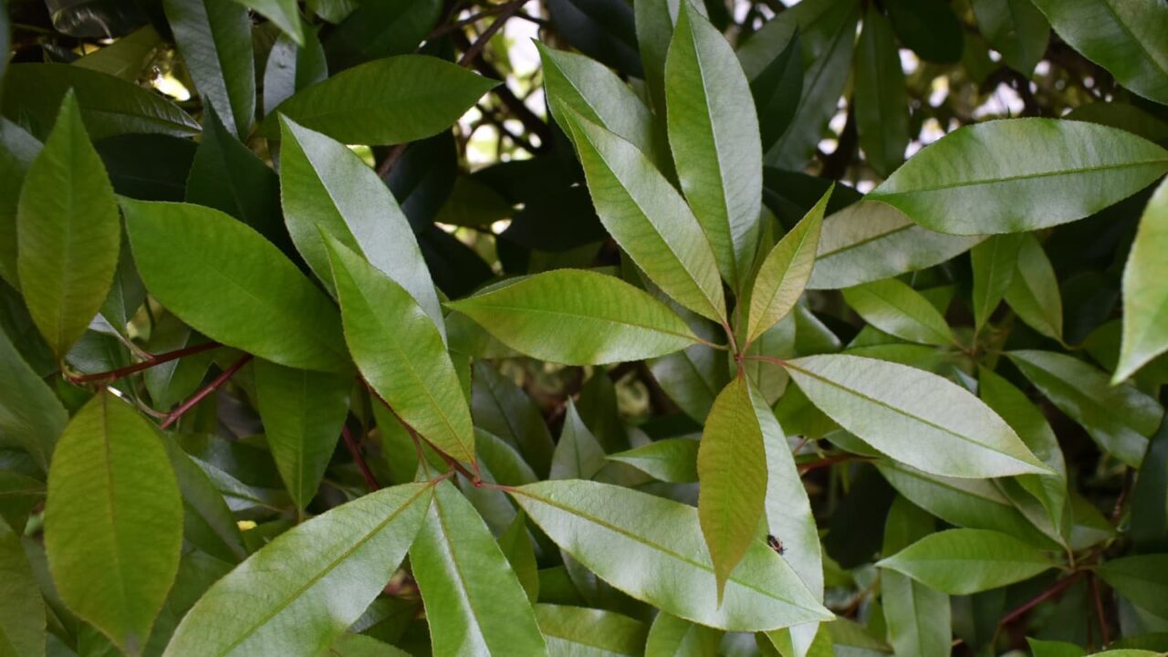 レッドロビン新緑20220506